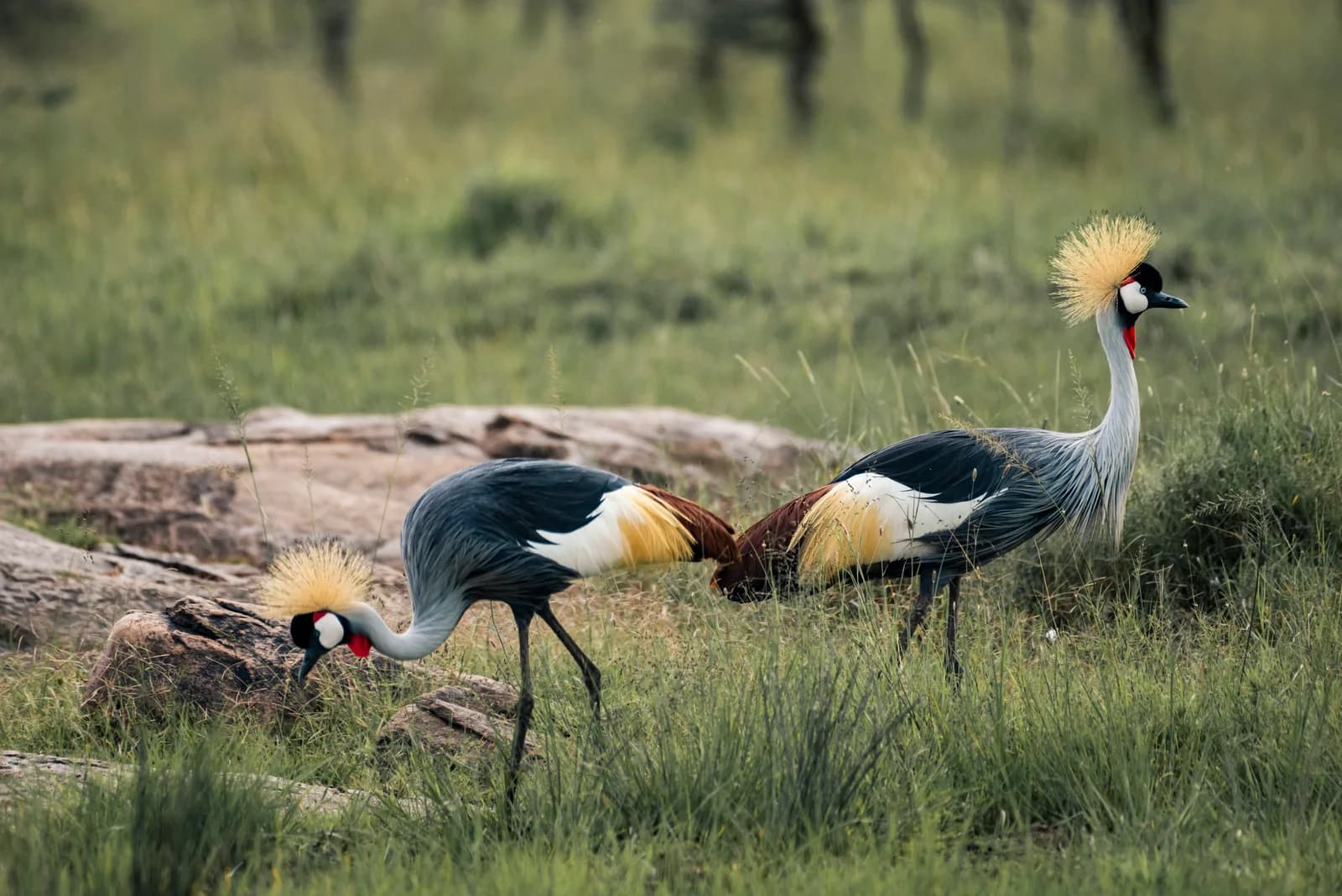 Grey crowned cranes walking through grass