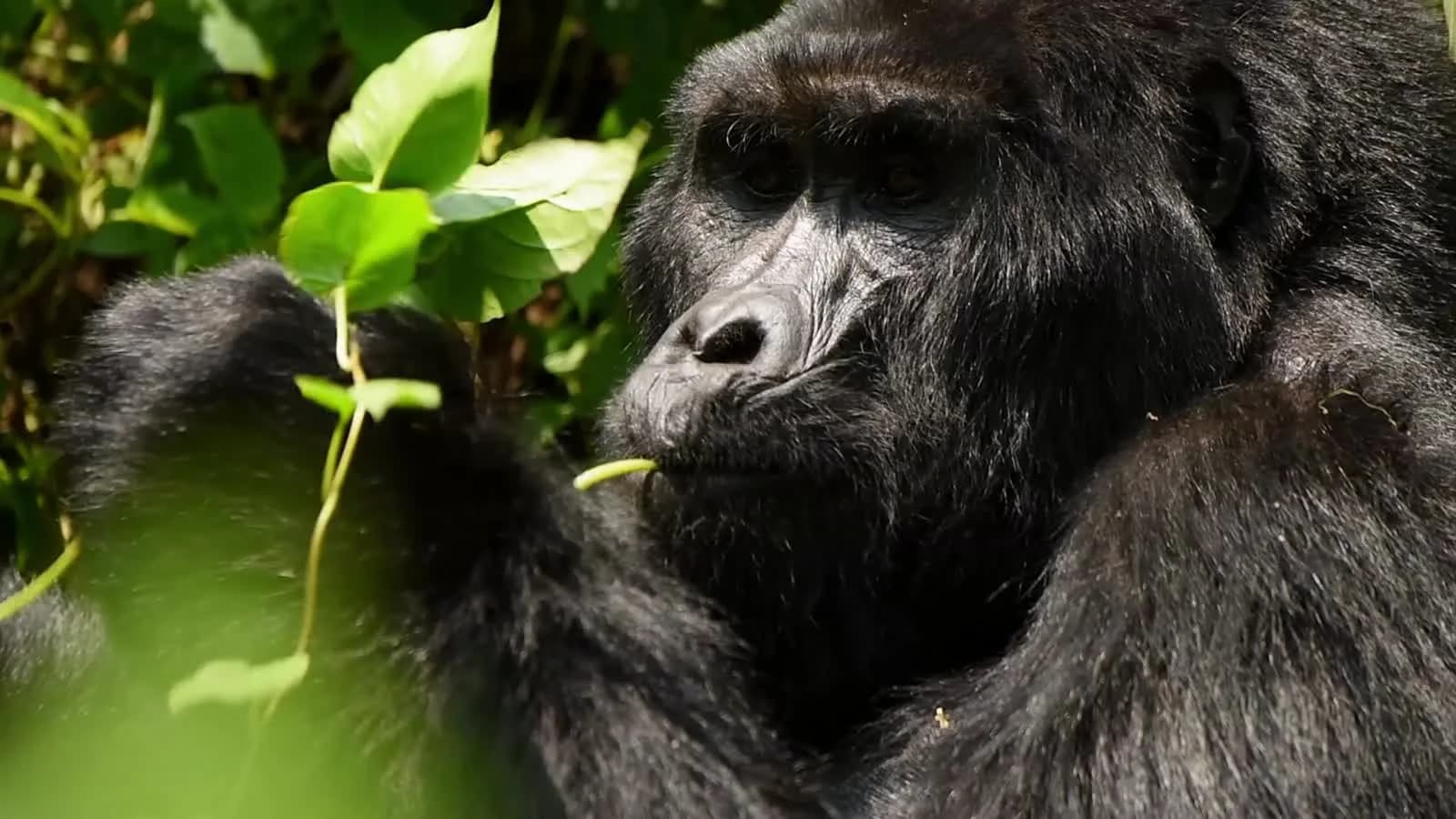Mountain gorilla eating leaves in a Ugandan forest