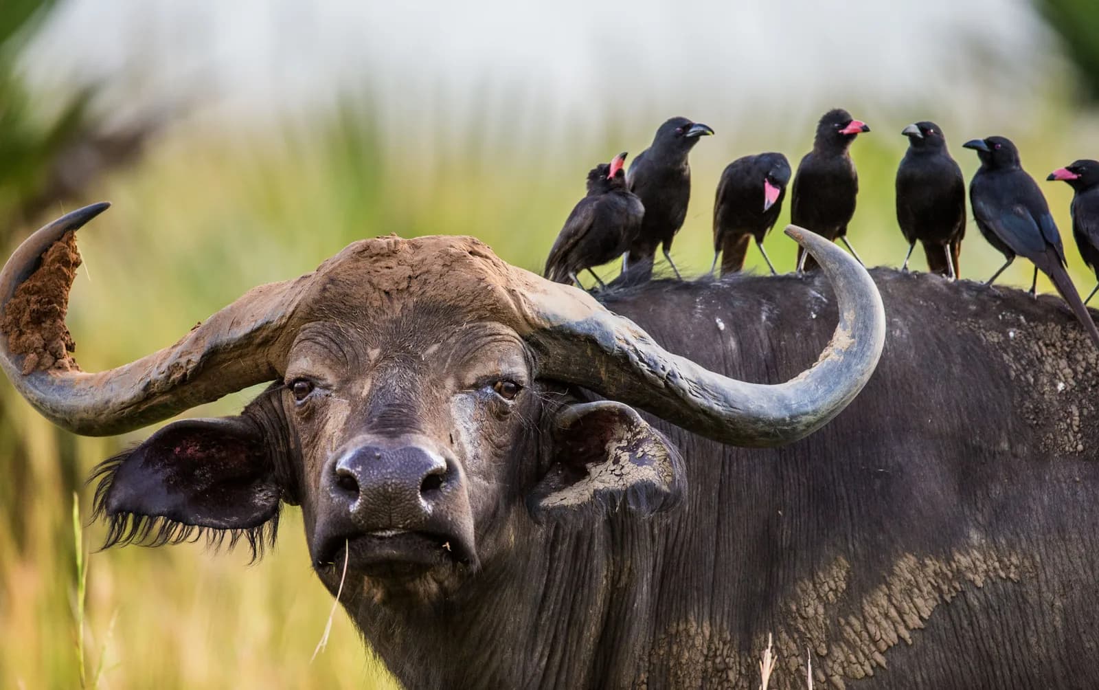 A buffalo with birds perched on its back