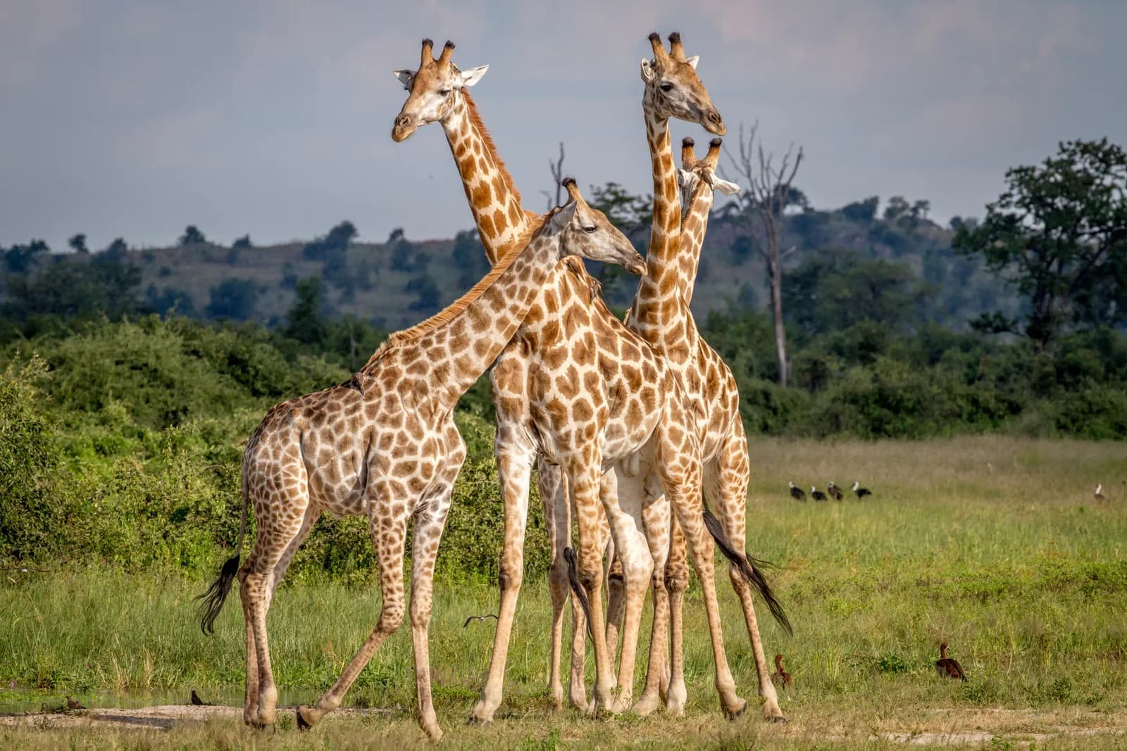 Giraffes gathered among green savannah bushes