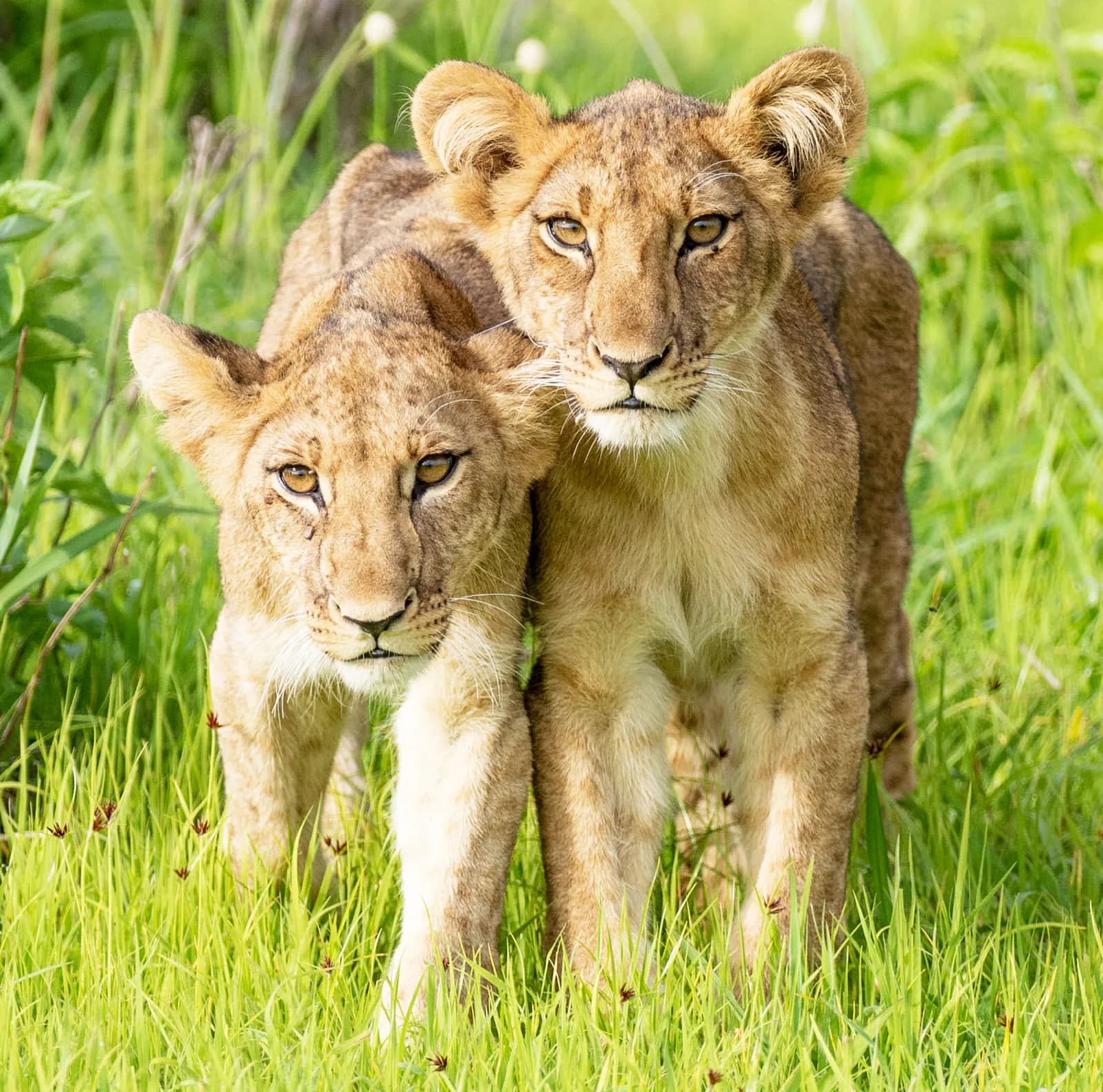 Two lion cubs standing in green grass