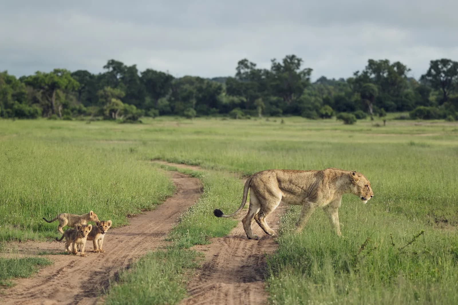 A lioness walking across a grassy plain with her cubs